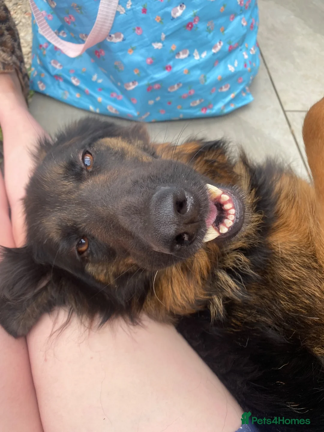 German Shepherd dogs for sale: German Shepherd Female   - Advert 3