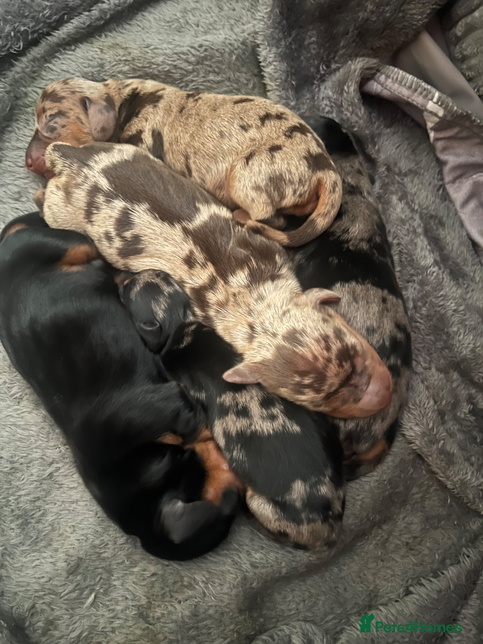 Miniature Dachshund dogs Beautiful KC registered puppies.  - Advert 2