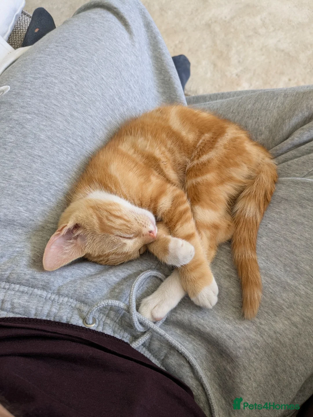 Mixed Breed cats for sale: Last two kittens in Ormskirk - Advert 3
