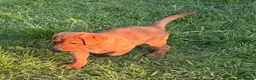 Labrador Retriever dogs for sale: Stunning male true fox red lab  in Warwick - Advert 3