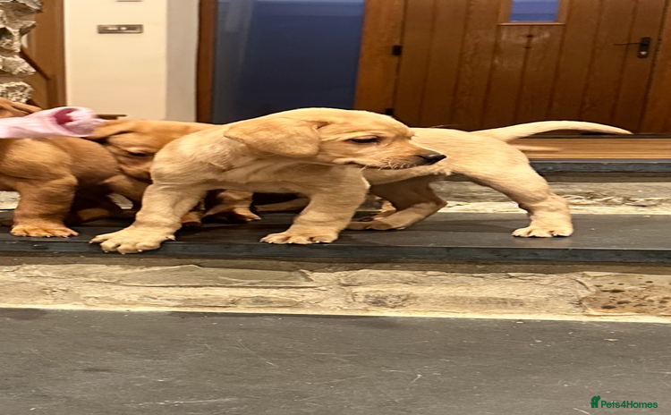 Labrador Retriever dogs - Advert 6