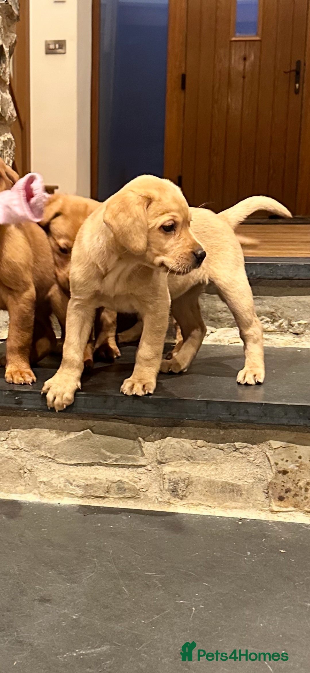 Labrador Retriever dogs for sale: Stunning Fox red labradors - Image 1