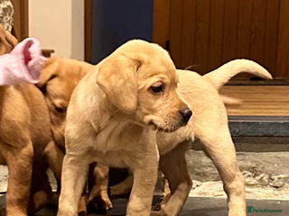 Labrador Retriever dogs - Advert 17