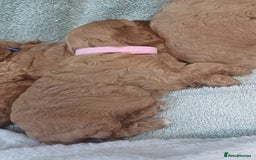 Cockapoo dogs for sale: Beautiful cockapoo puppies  - Image 8