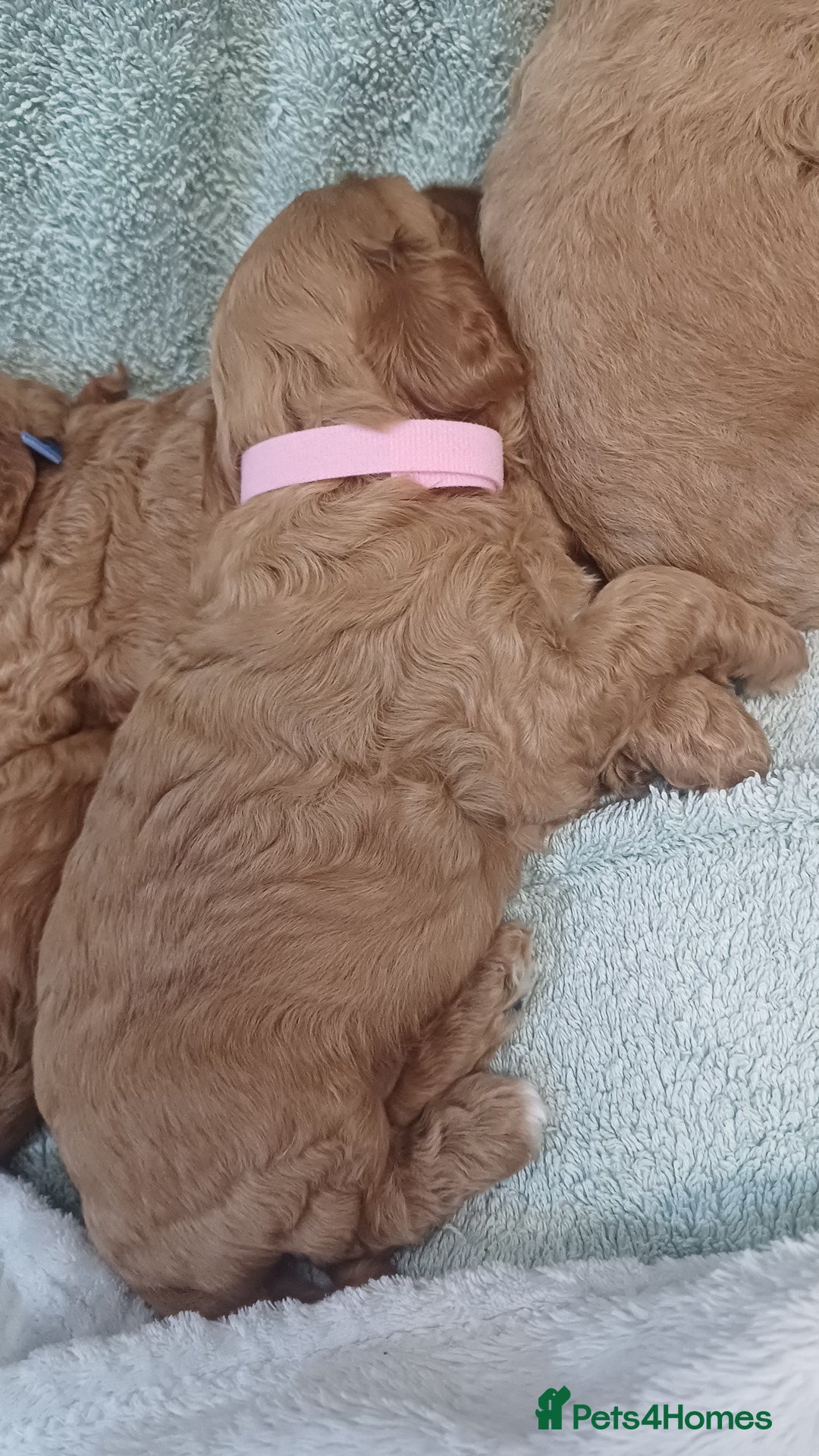 Cockapoo dogs for sale: Beautiful cockapoo puppies  - Image 8