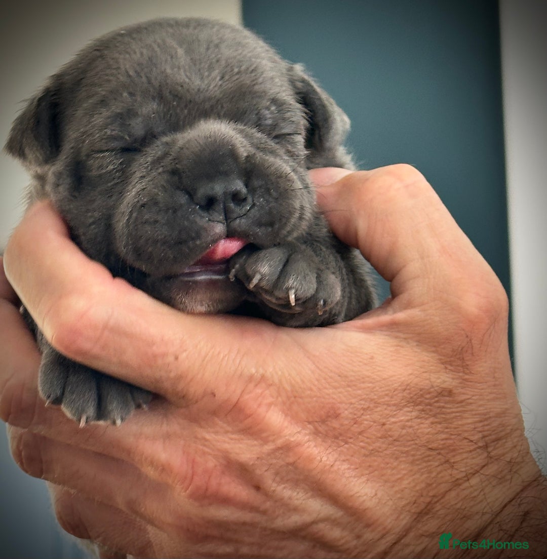 Staffordshire Bull Terrier dogs for sale: 🐾 Beautiful KC Fully Vaccinated Girl Available 🐾 in Peterborough - Image 18