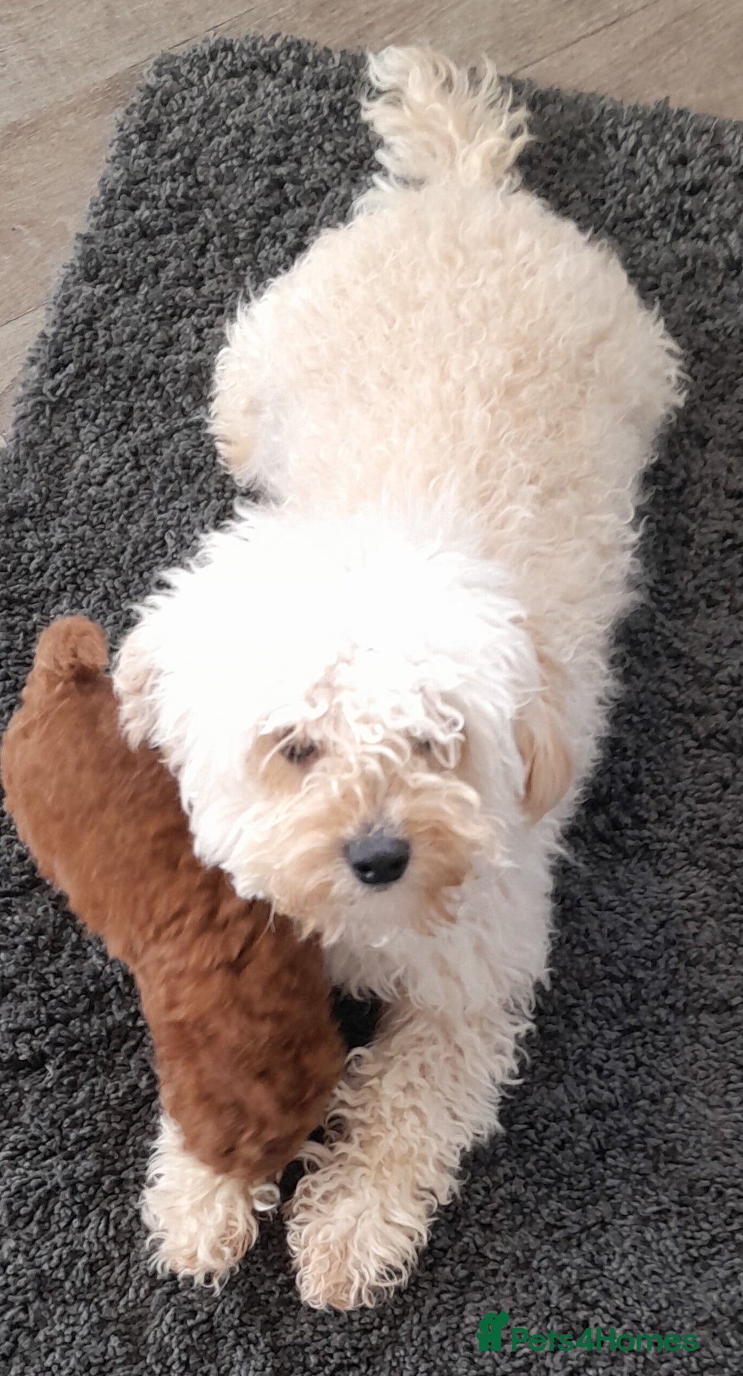 Cavapoo dogs for sale: Cavapoo puppies 🐶  - Advert 4