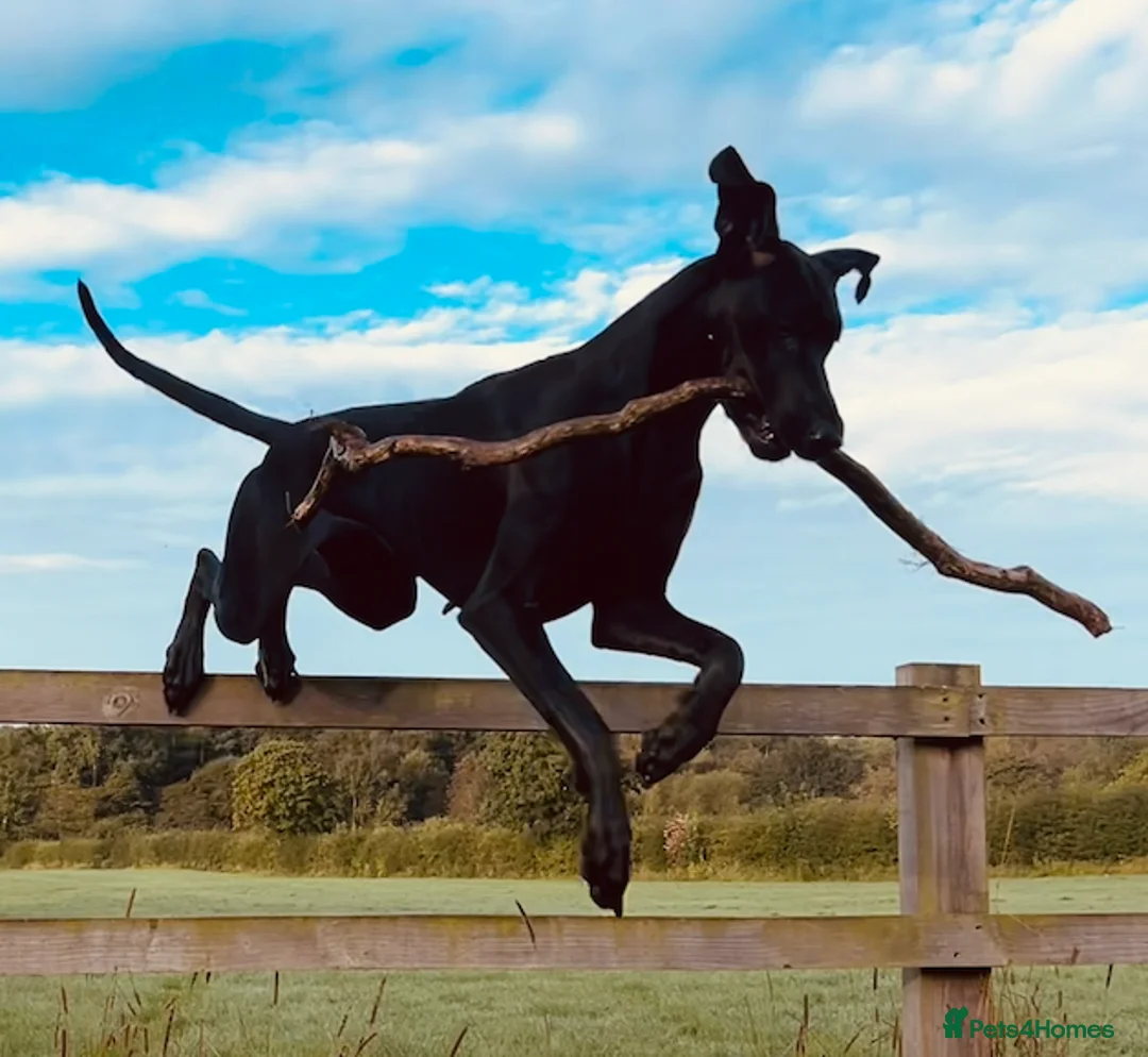 Mixed Breed dogs for sale: Beautiful Doberdane (Doberman x Great Dane) - Advert 2