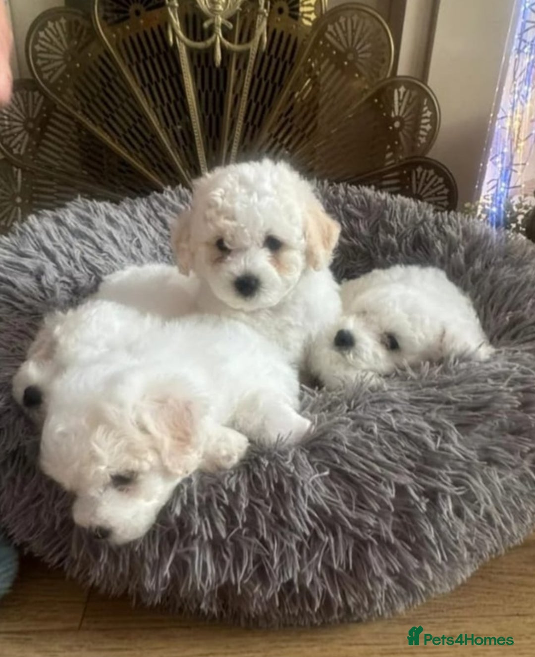 Bichon Frise dogs for sale: Bichon frise puppy 1 boy  - Image 8