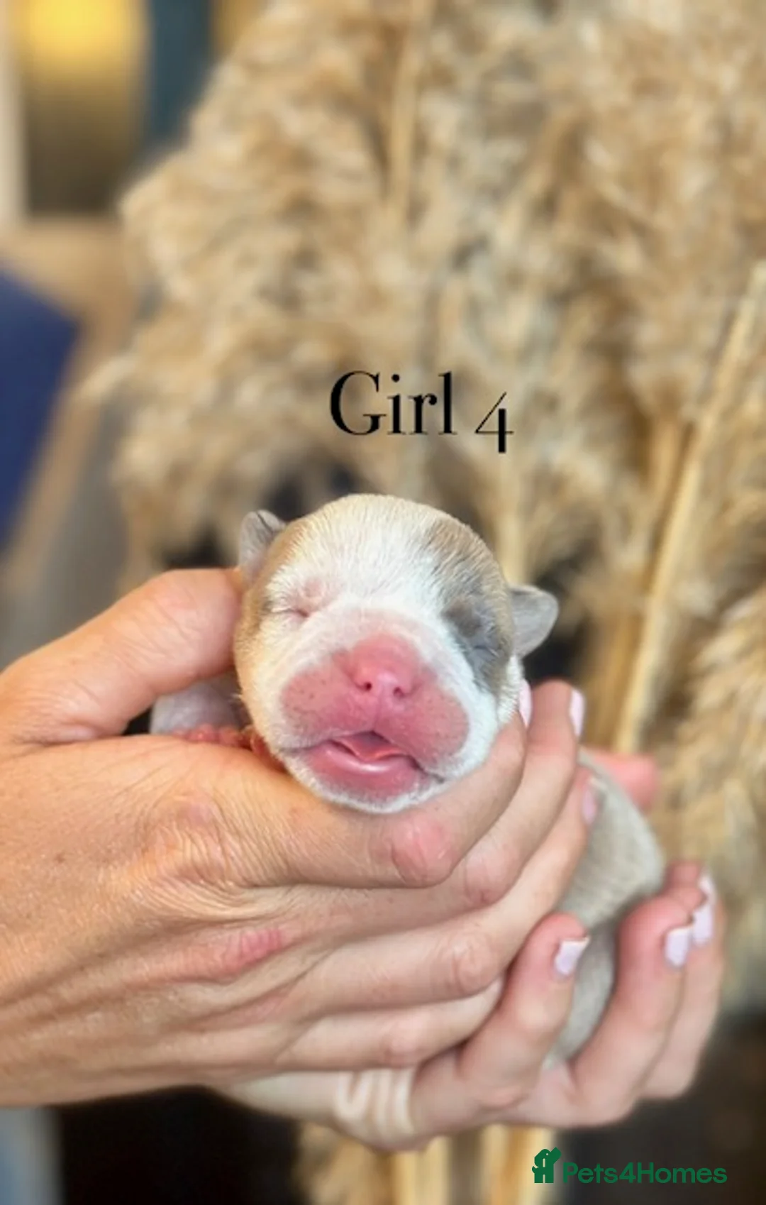 English Bulldog dogs for sale: STUNNING ENGLISH BULLDOG PUPPIES  - Advert 2