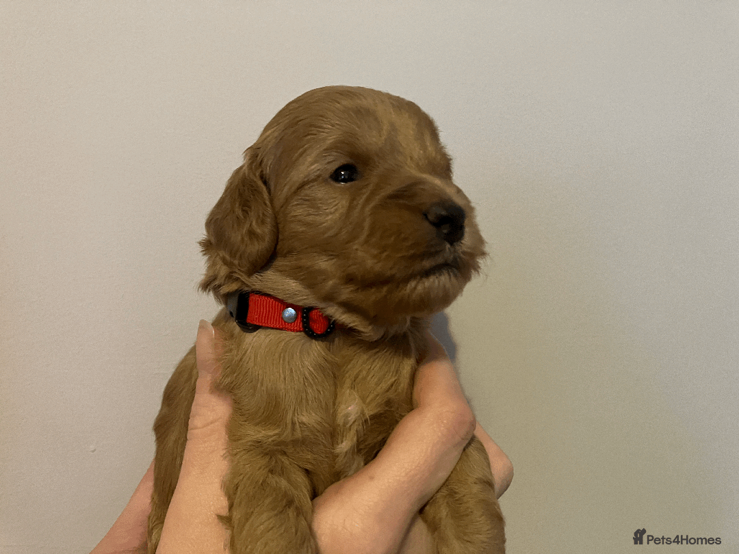 Cavapoo dogs for sale: Outstanding F1B Cavapoos - Health Tested Parents  - Advert 16