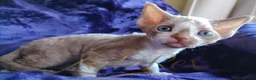 Devon Rex cats for sale: Beautiful Devon Rex Kitten - Advert 7