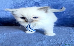 Ragdoll cats for sale: 6 Beautiful Ragdolls - Image 11