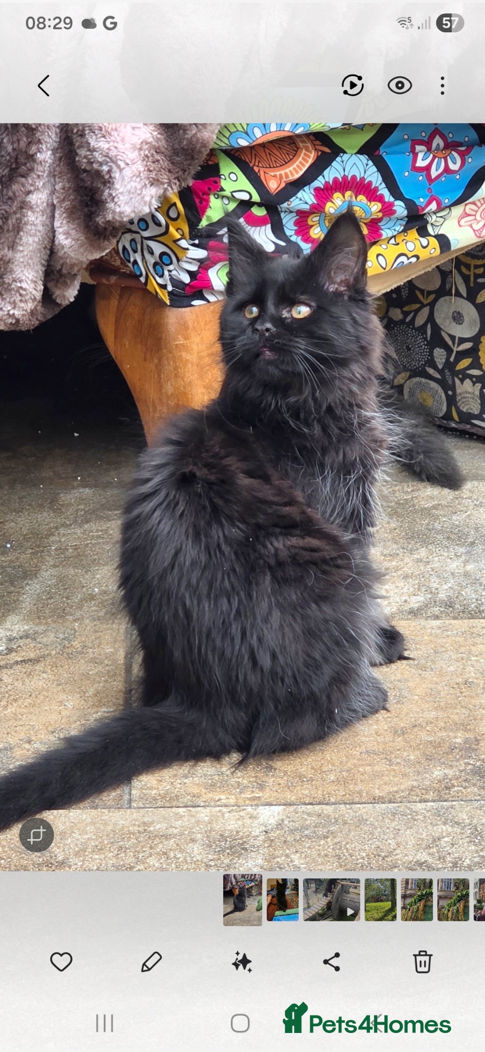 Maine Coon cats for sale: XL FULL Maine coon kitten price reduced - Advert 1