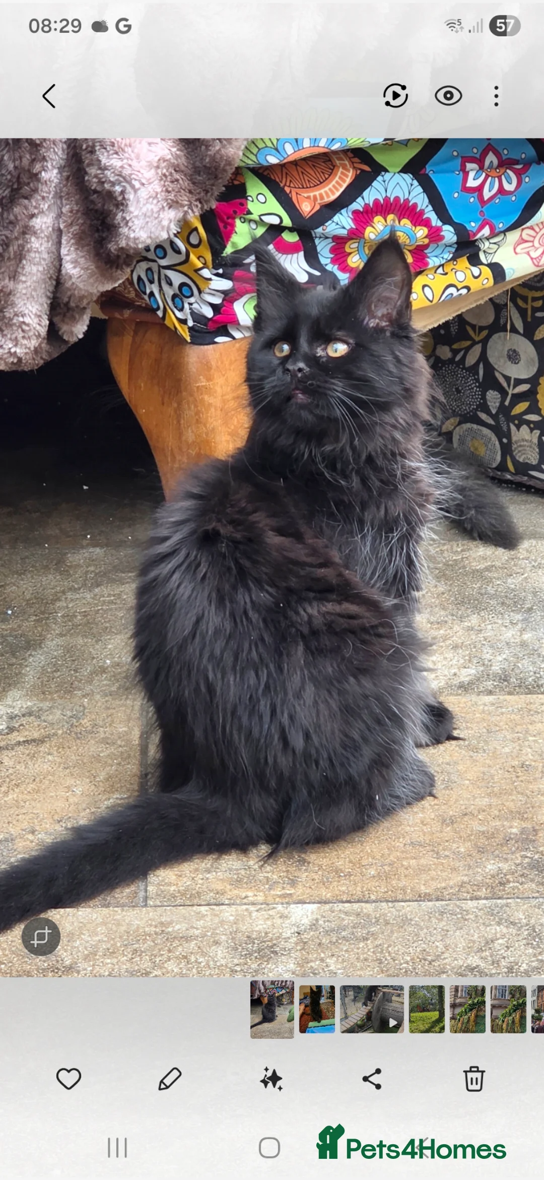 Maine Coon cats for sale: XL FULL Maine coon kitten price reduced - Advert 1