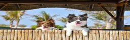 Border Collie dogs for sale: Show Quality KC Reg Border Collie Puppies  - Advert 12