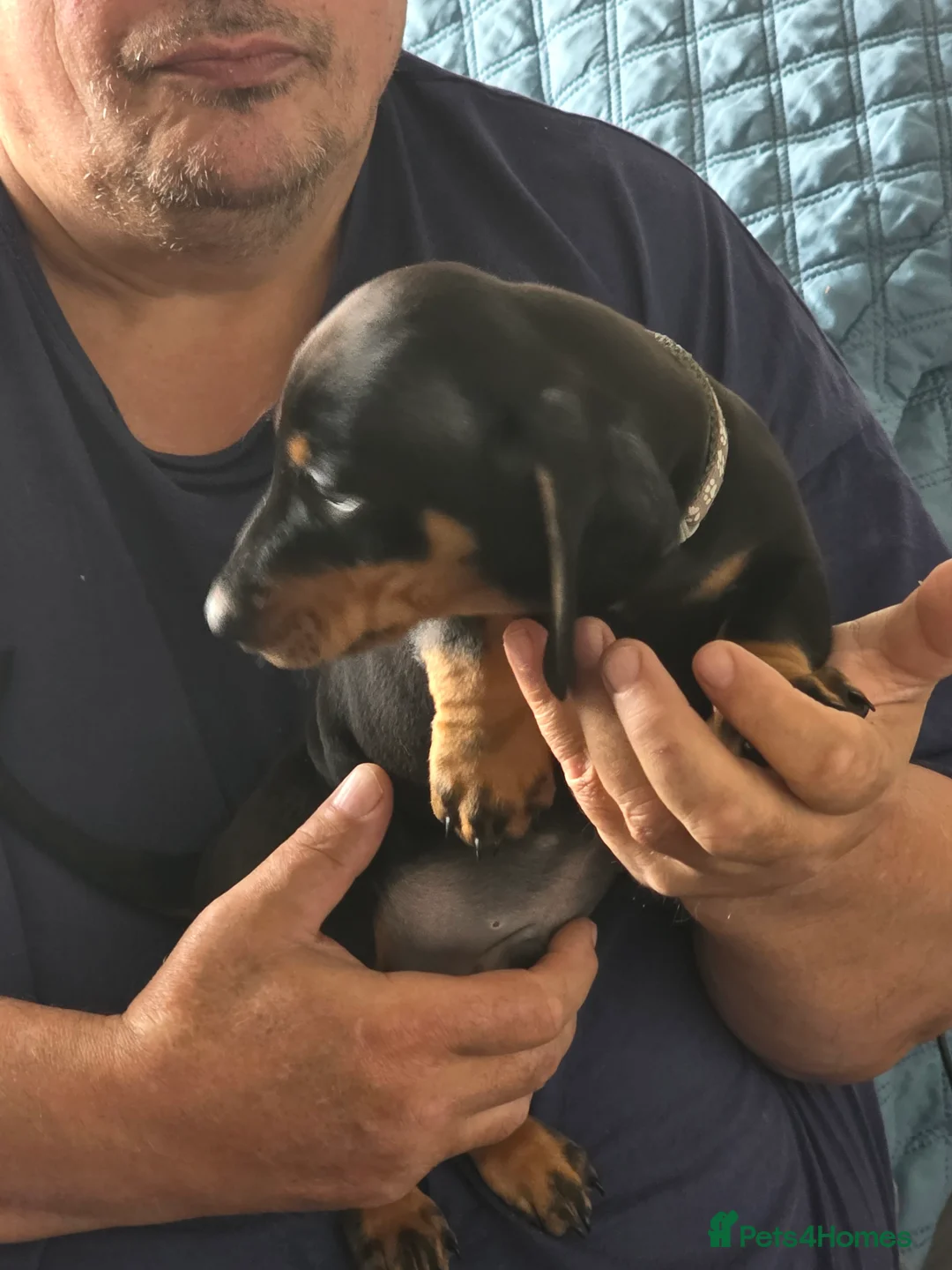 Dachshund dogs for sale: Outstanding Purebred Dachshunds: Health-Tested💎 - Advert 12