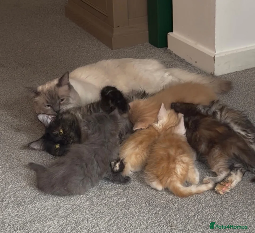 Ragcoon cats for sale: Maincoon x Ragdoll (Ragcoons) in Cardiff - Advert 2