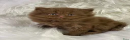 British Shorthair cats for sale: Luxury cinnamon/brown British longhair kitten - Advert 9