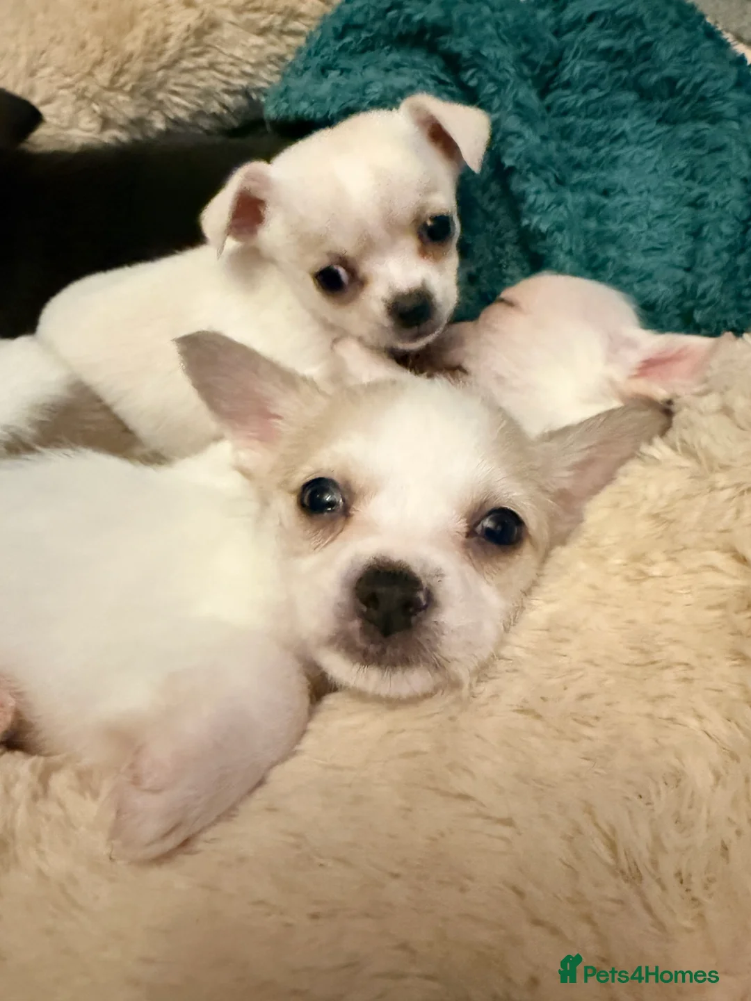 Pomchi dogs for sale: Pom Chi Puppies - Advert 5