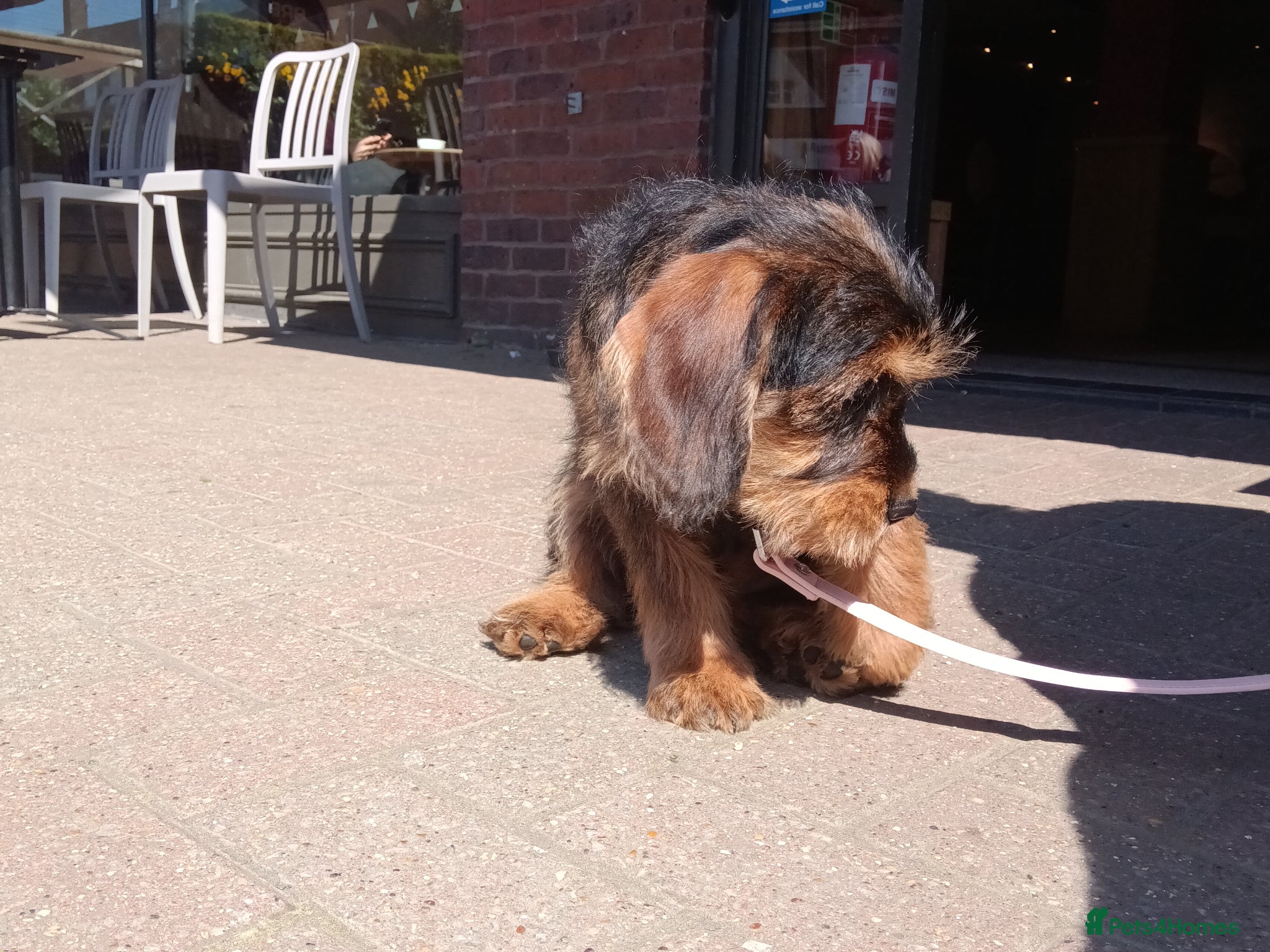 Schnoodle dogs Miniature schnoodle - Advert 5