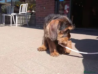 Schnoodle dogs Miniature schnoodle - Advert 5