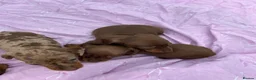 Miniature Dachshund dogs for sale: Puppies - Advert 8