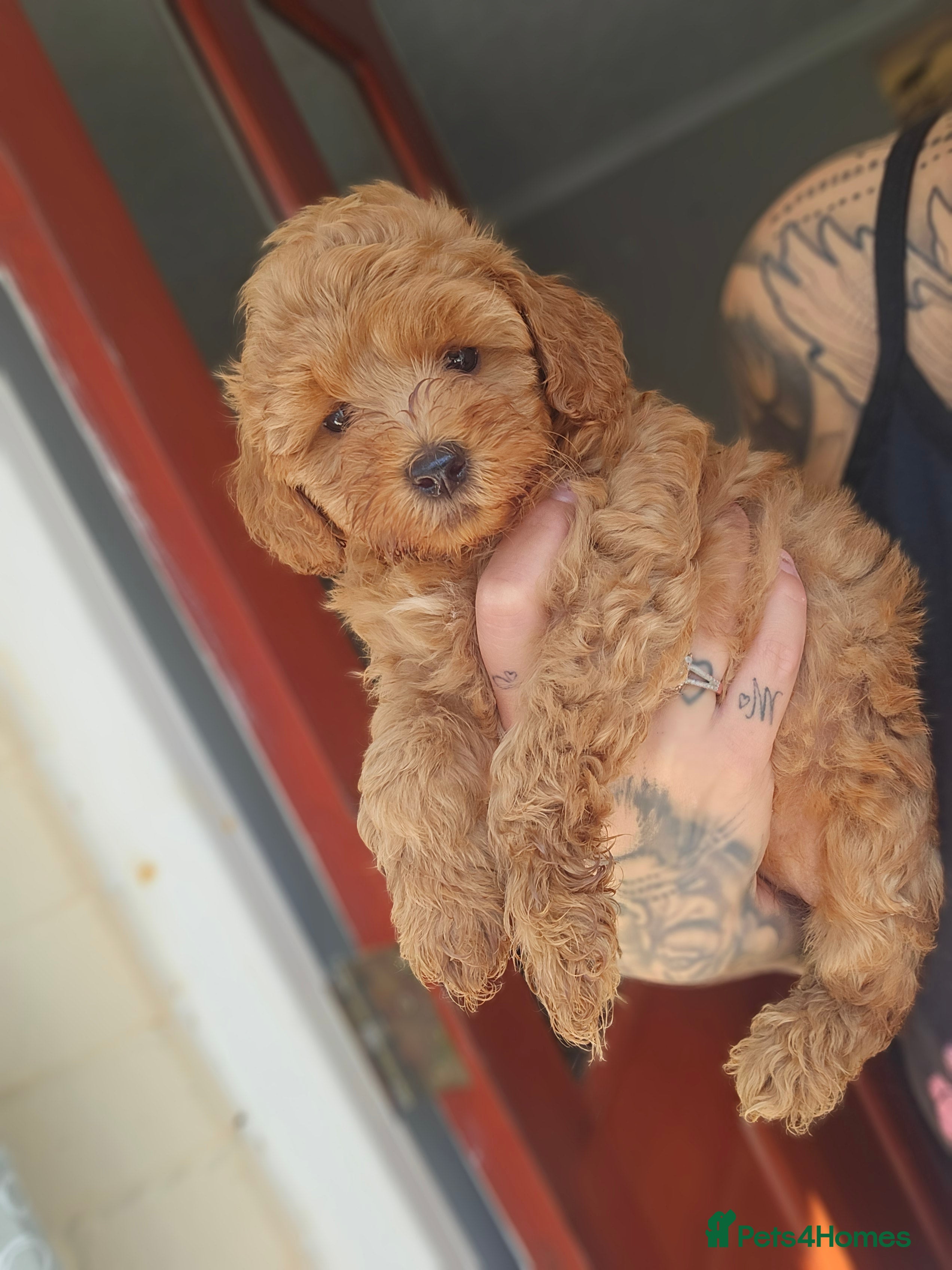 Cockapoo dogs Stunning F1BB Toy American Cockapoos - Advert 1
