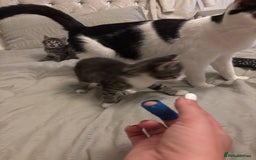 British Longhair cats for sale: Stunning kittens  - Advert 19