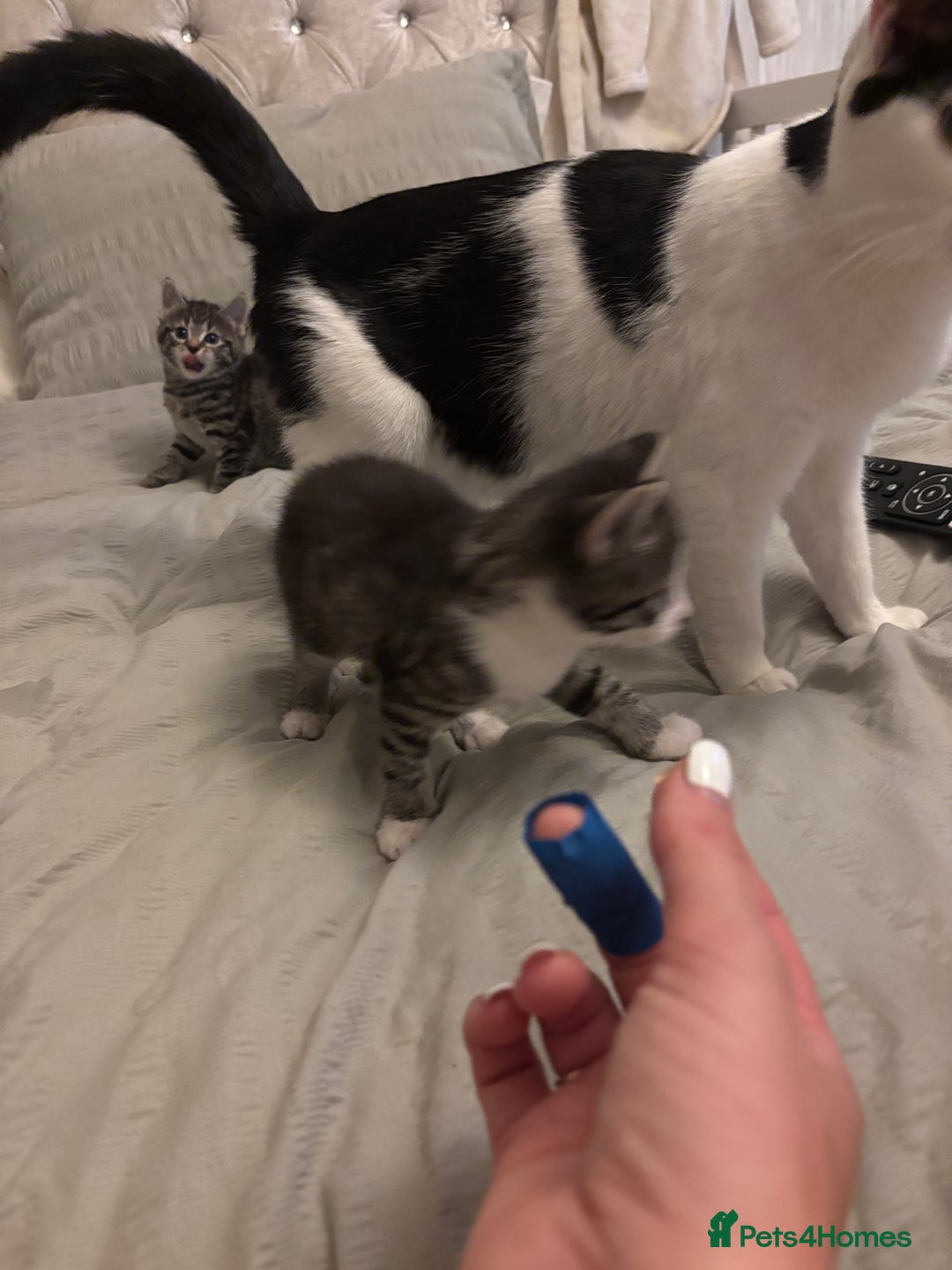 British Longhair cats for sale: Stunning kittens  - Advert 19