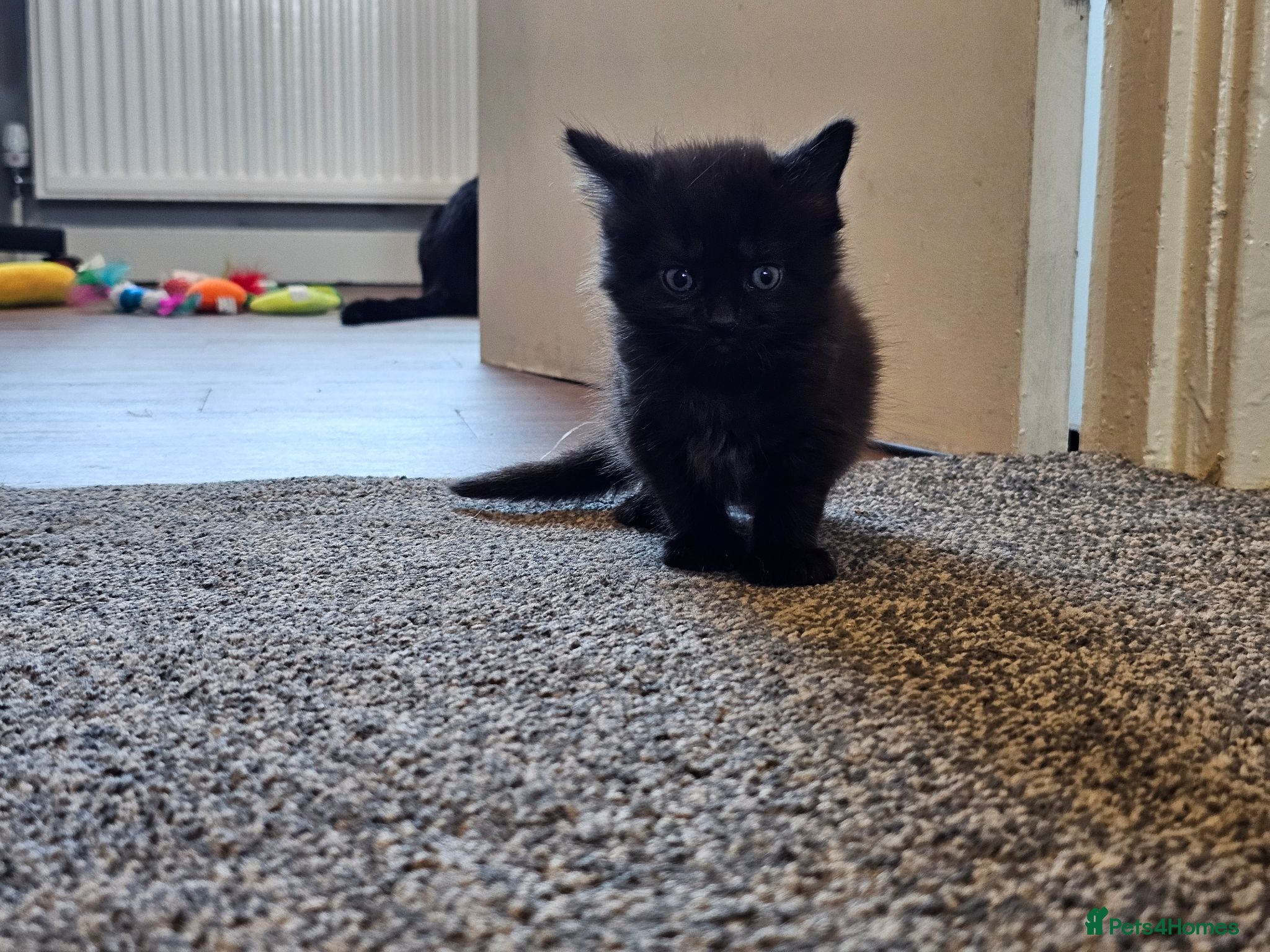 Mixed Breed cats 4 Gorgeous Kittens - Advert 5