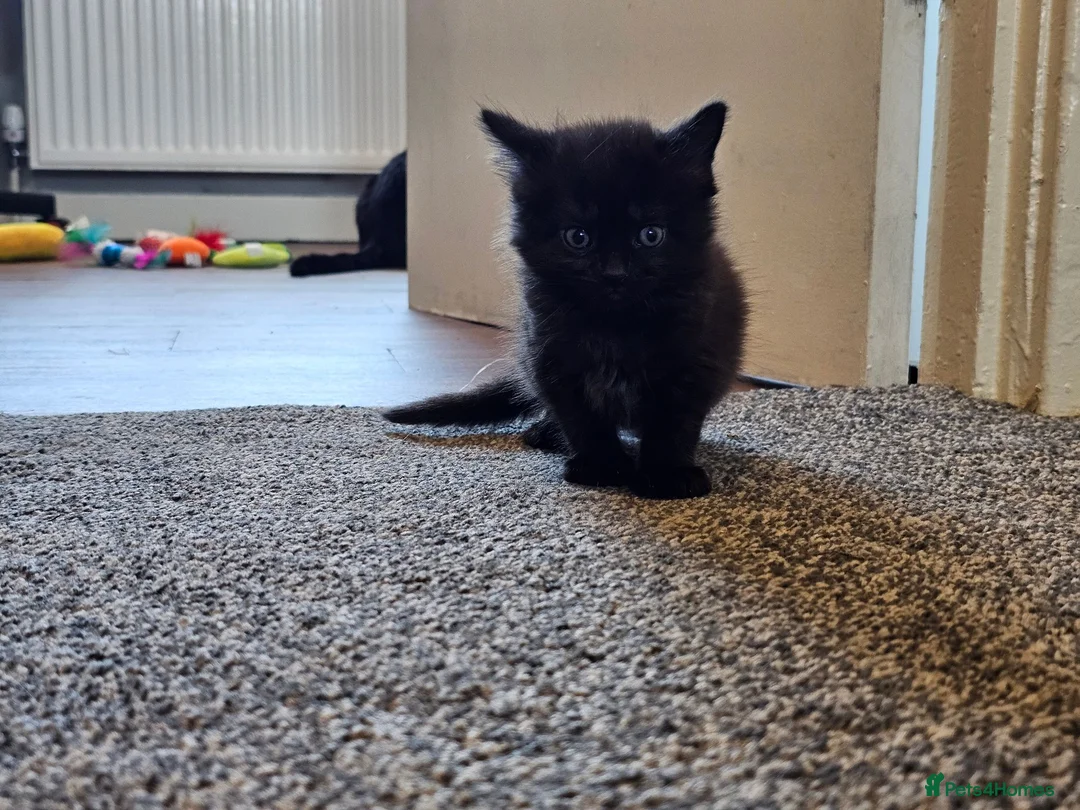 Mixed Breed cats for sale: 4 Gorgeous Kittens in Runcorn - Advert 1