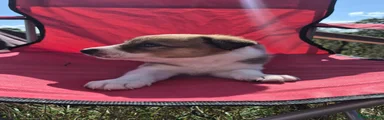 Border Collie 5