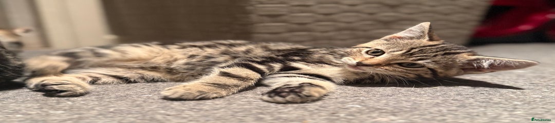 Domestic Shorthair Kitten 4
