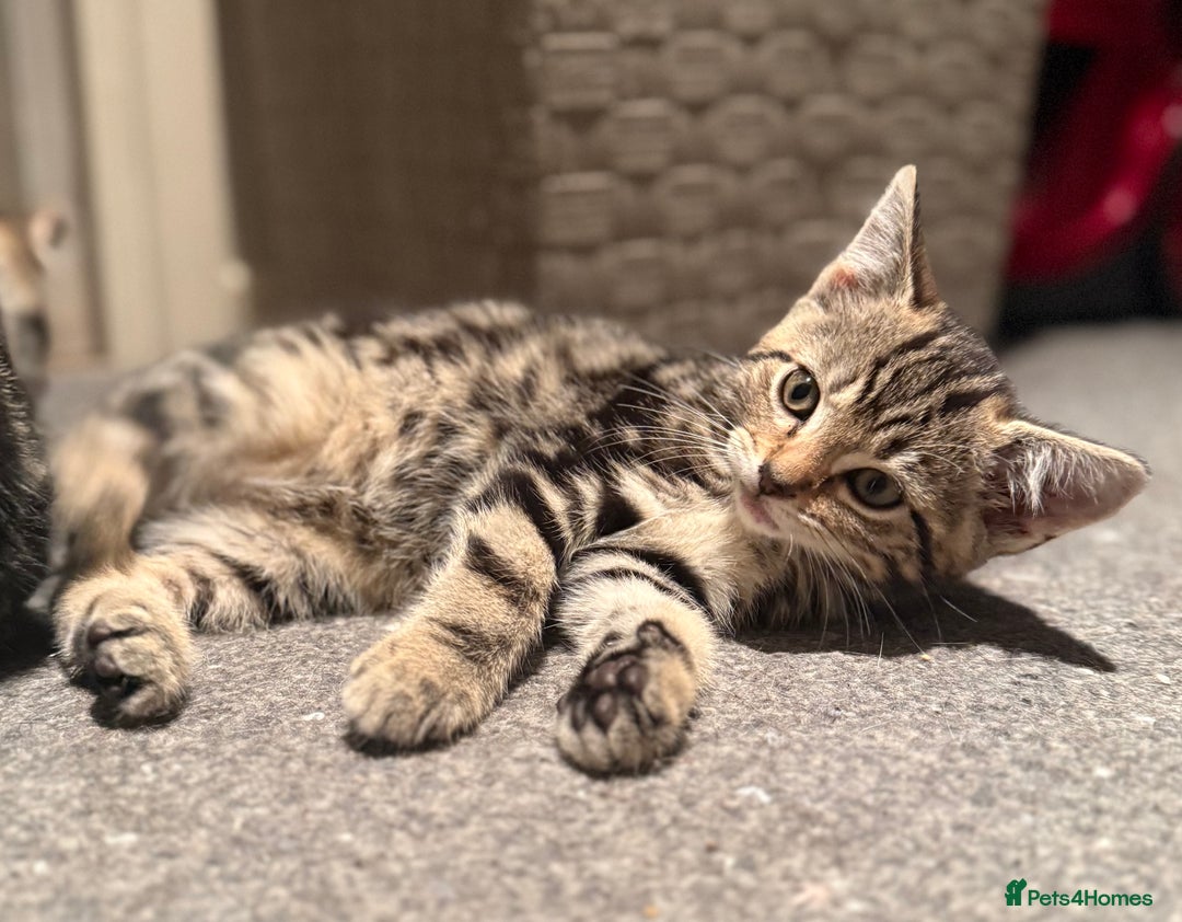 Domestic Shorthair cats for sale: 4 gorgeous Tabby’s looking for their forever home! - Image 4