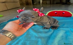 French Bulldog dogs for sale: Healthy Blue French Bulldog Babies - Image 8