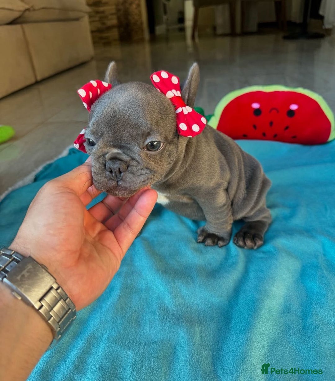 French Bulldog dogs for sale: Healthy Blue French Bulldog Babies - Image 8
