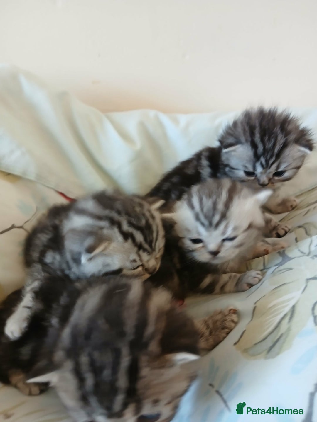 British Shorthair cats for sale: Bsh. Silver Tabby Classic .GCCF . - Advert 2