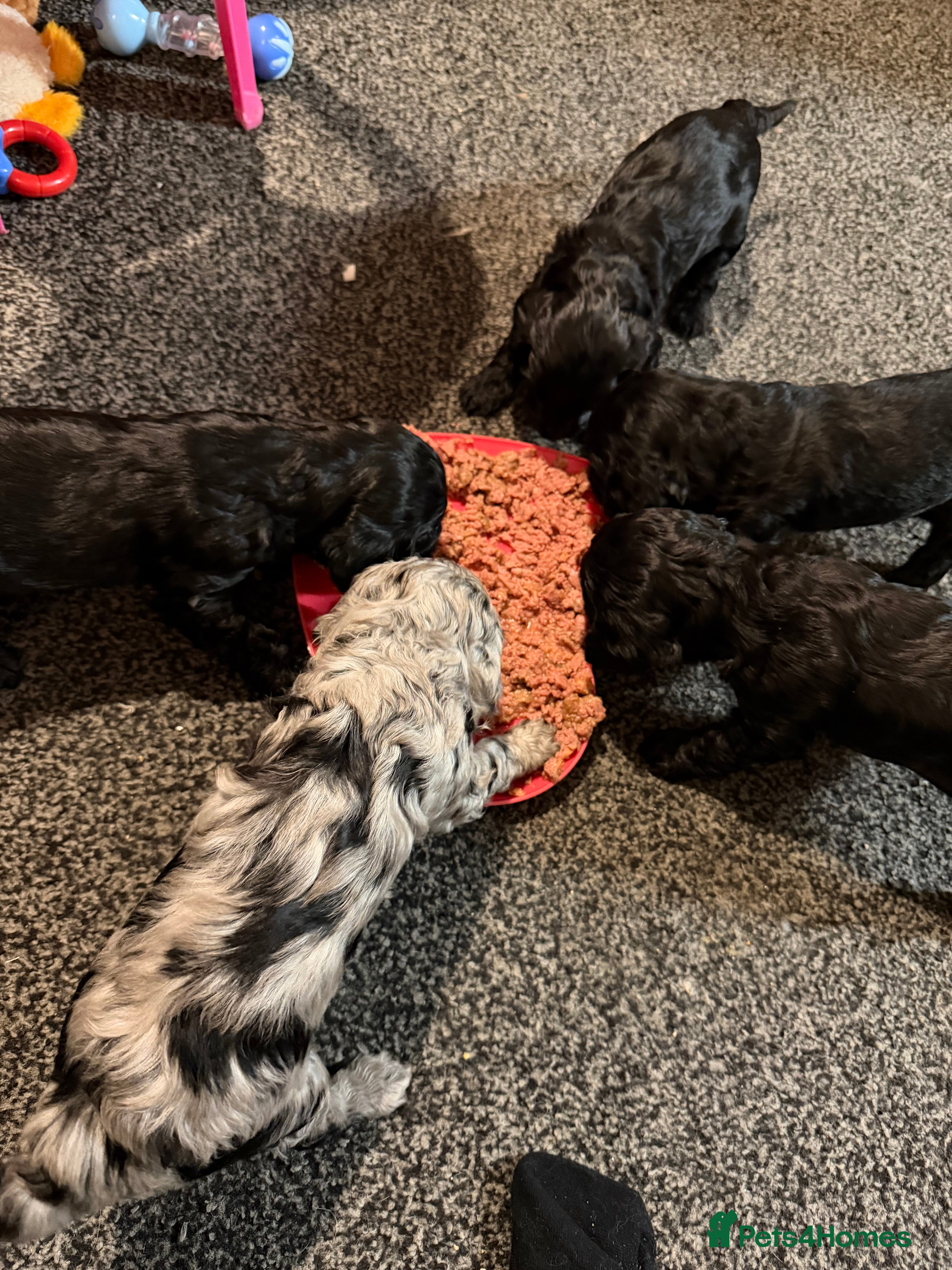 Cockapoo dogs Beautiful F2 Cockapoos Looking for Forever Home! - Advert 9