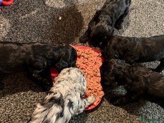 Cockapoo dogs Beautiful F2 Cockapoos Looking for Forever Home! - Advert 1