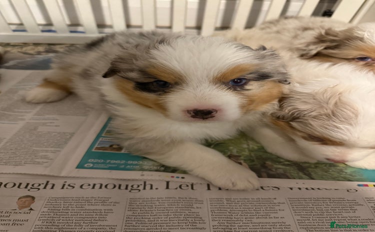 Australian Shepherd dogs - Advert 1
