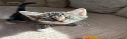 Domestic Shorthair cats for sale: Gorgeous little kittens looking for a forever home - Advert 20