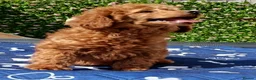 Toy Poodle dogs for sale: Toy Poodle Female Red Extensively Health Tested  - Advert 4