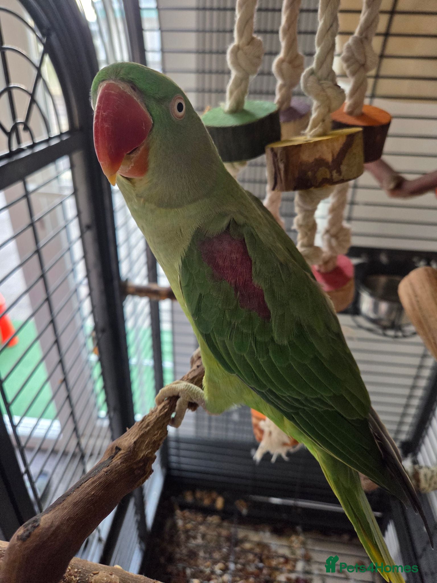Parakeets birds Alexandrian Parakeet for sale (not tamed) - Advert 6