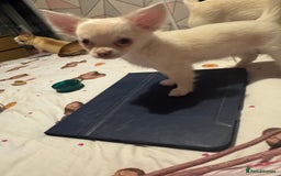 Chihuahua dogs for sale: Double chocolate platinum baby’s READY TO LEAVE  - Image 31