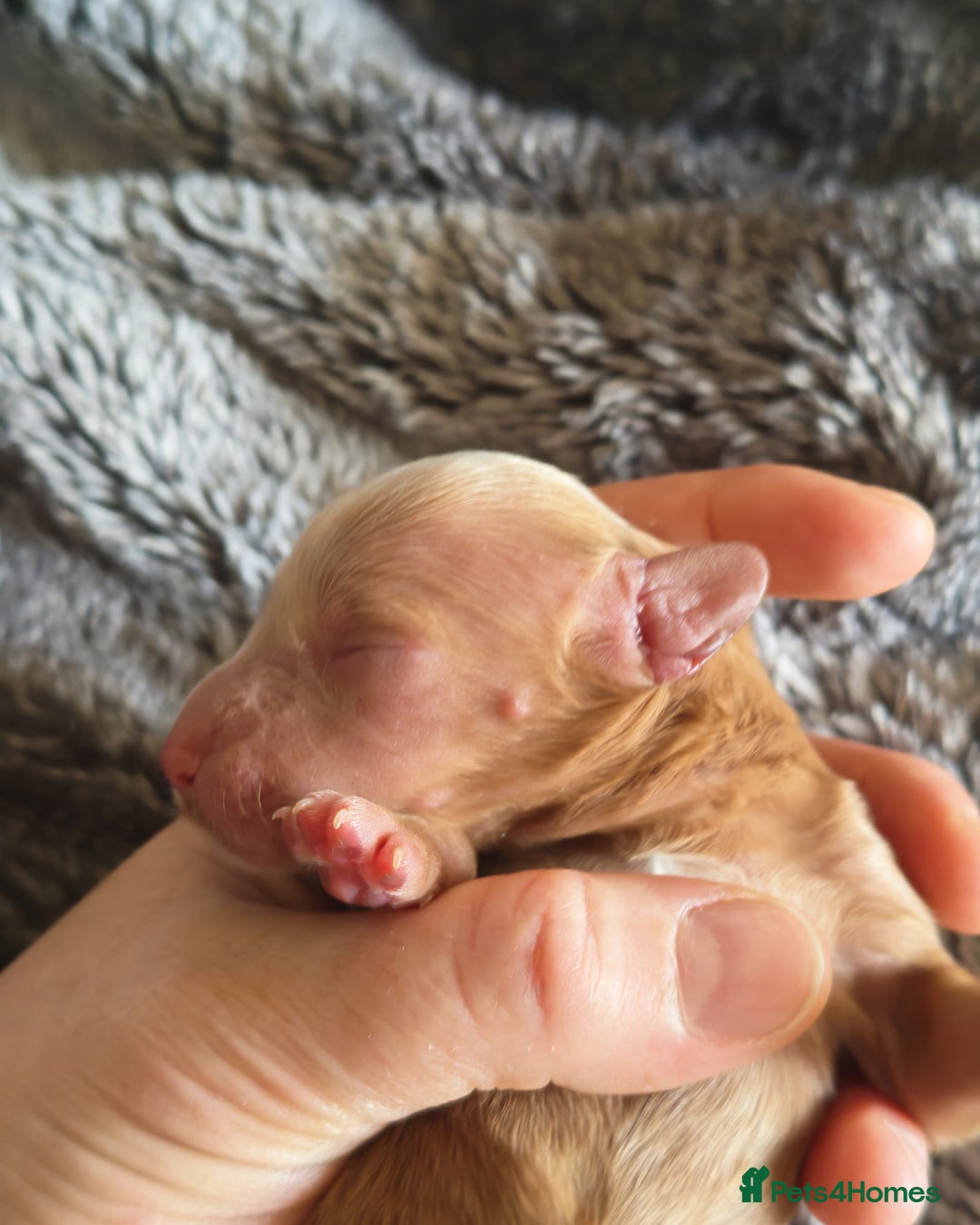 Cockapoo dogs for sale: Cockapoos F1 DNA Health tested patents - Advert 25