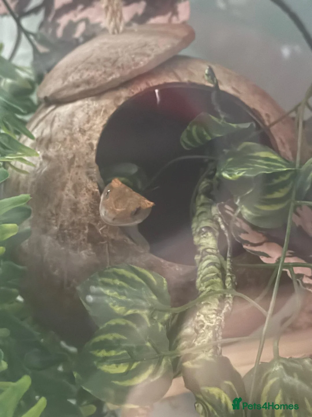 Gecko reptiles for sale: Crested gecko (full set up)  - Advert 2