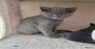British Shorthair cats - Advert 4