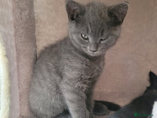 British Shorthair cats - Advert 30