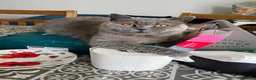 British Shorthair cats for sale: Boy kittens - Advert 6